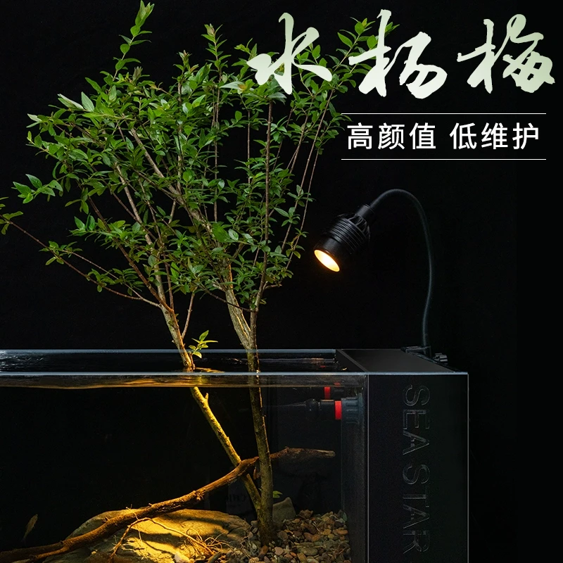 水杨梅挺水植物鱼缸溪流缸原生缸造景植物造景树真树活好养