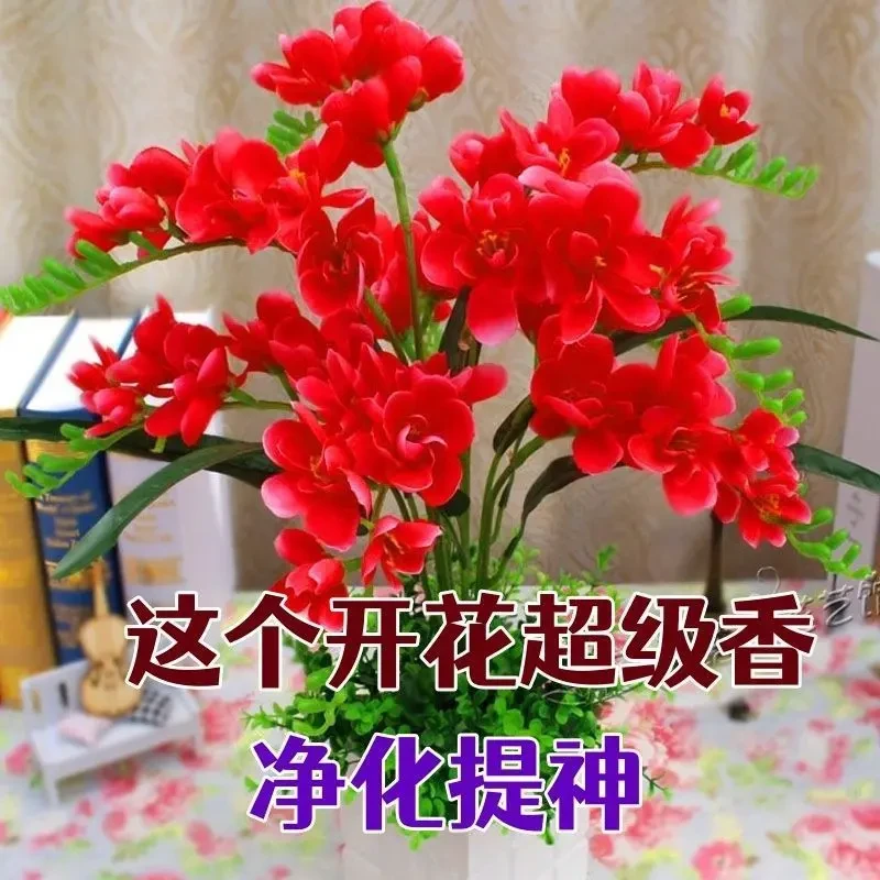 【四季开花】新品晚香玉球根驱蚊四季开花重瓣大花浓香型花卉盆栽