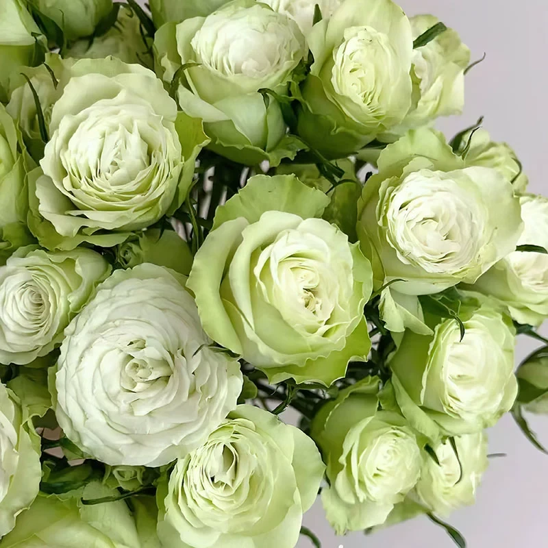 柠檬茶月季 切花品种 灌木大花 绿色切花玫瑰 直立勤花 抗病 多季