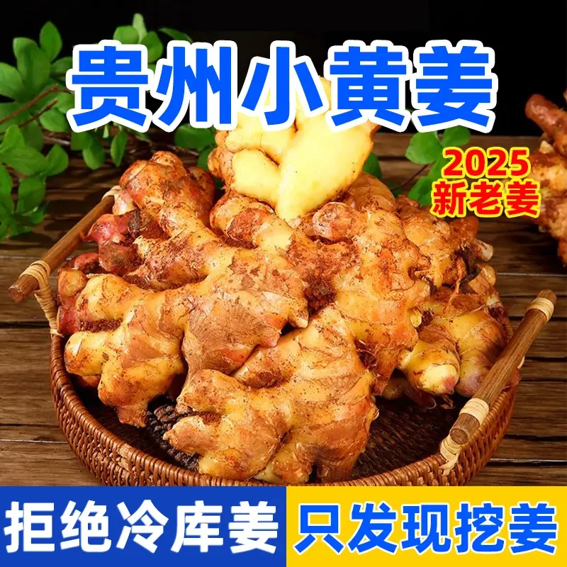 【2025年老姜】贵州高山小黄姜香味浓郁辛辣山地种植产地直销箱批发