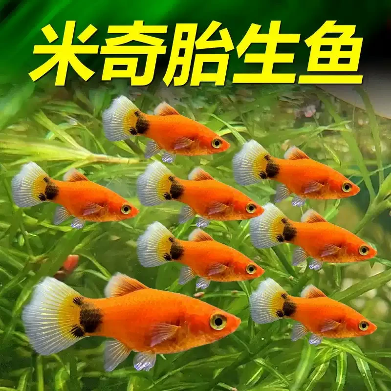 【混合米奇鱼】小胎生鱼米奇鱼观赏热带鱼好养活