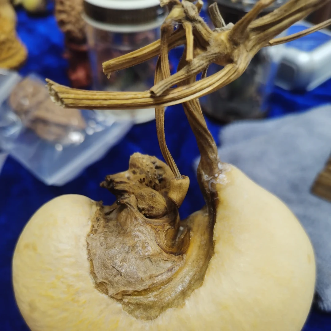 葫芦异形腰子形状