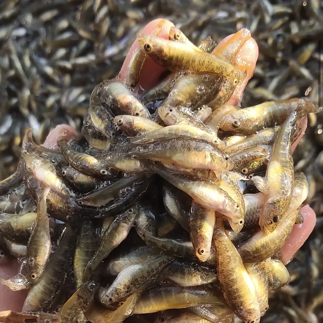 野生小黄鱼四斤包邮