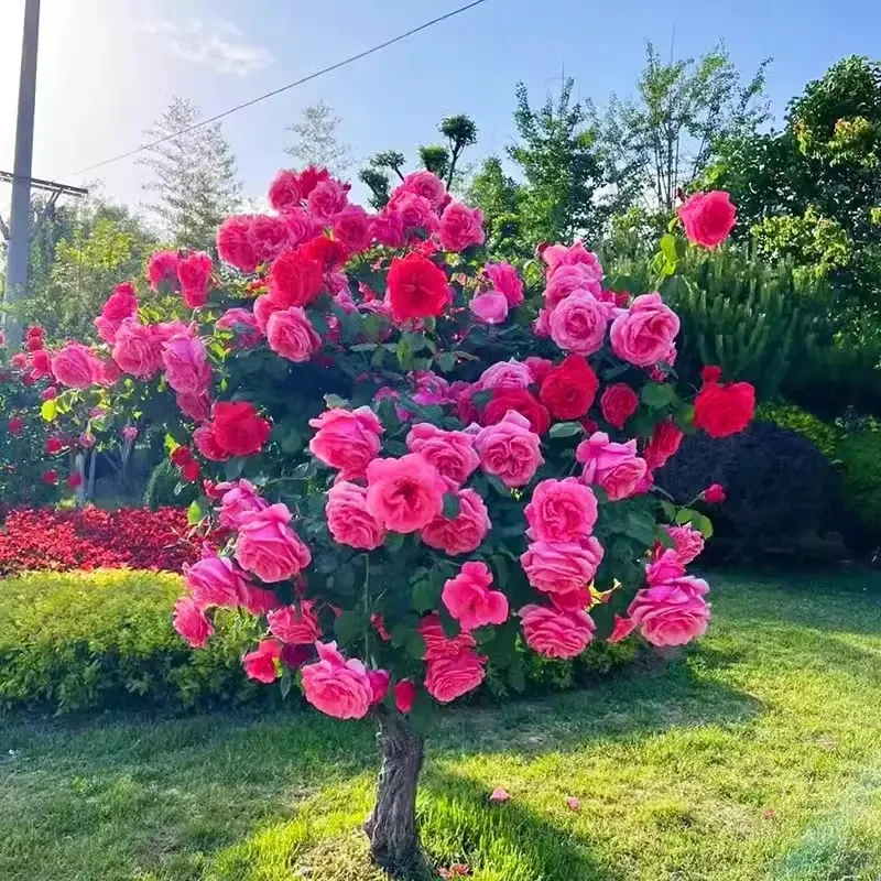 棒棒糖树桩月季花苗特大花阳台庭院盆栽树状玫瑰花树苗四季开花卉