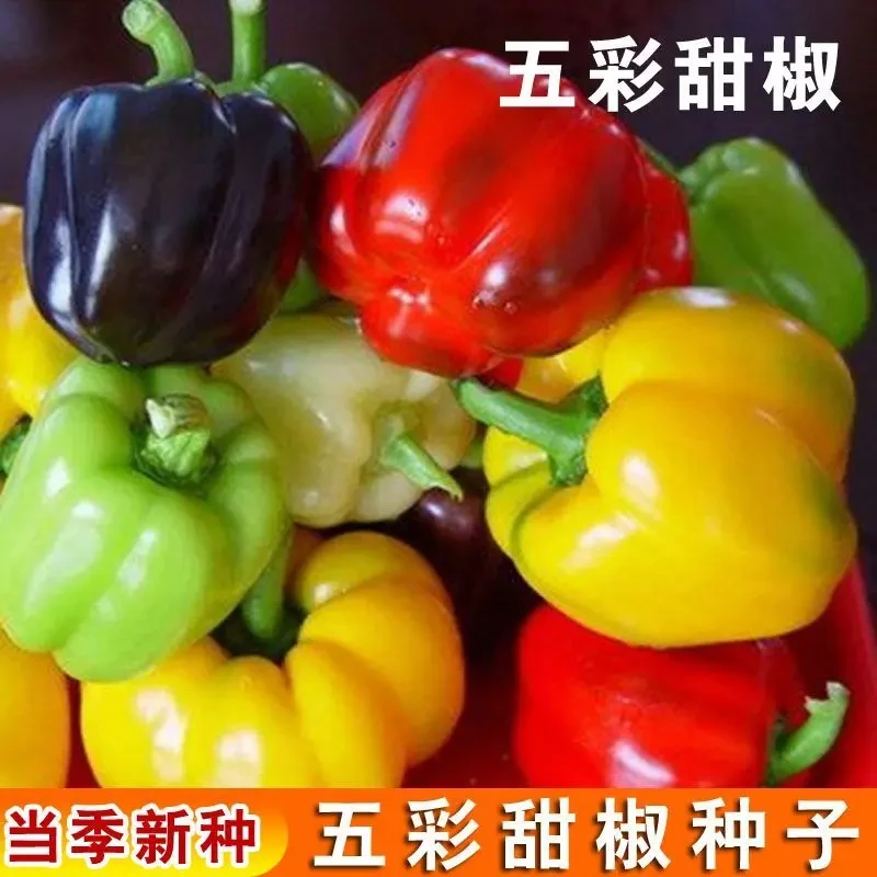 五彩甜椒种子灯笼多菜椒四季辣椒庭院阳台播种盆栽蔬果蔬菜种子