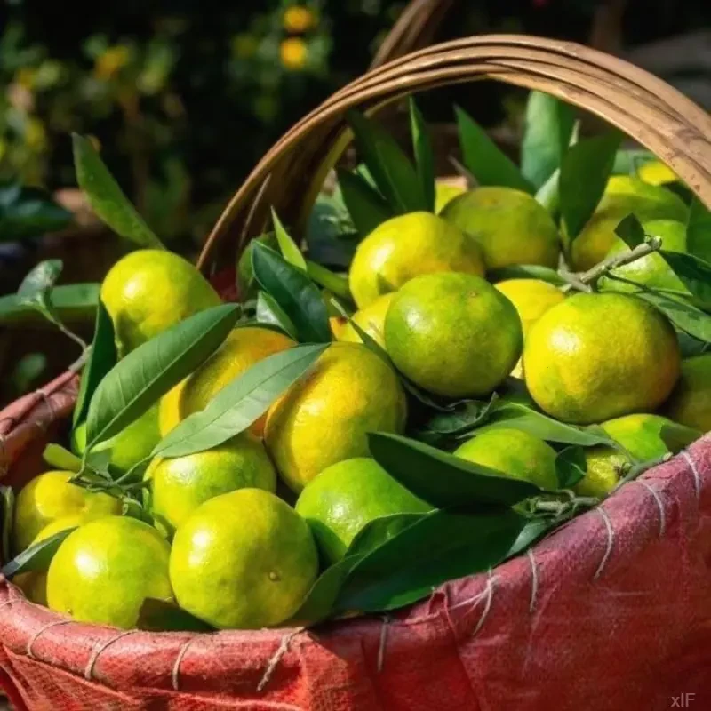 【果园直发】正宗云南蜜橘子青皮蜜桔水果当季孕妇水果酸甜多汁包邮