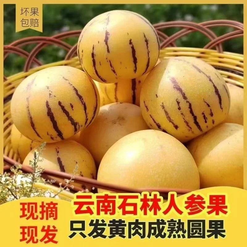 云南树熟人参果清甜多汁圆果黄肉树上熟新鲜采摘