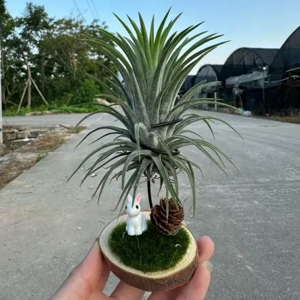 空气凤梨红黄绿精灵小兔子桌摆组合美观植物净化空气懒人绿植