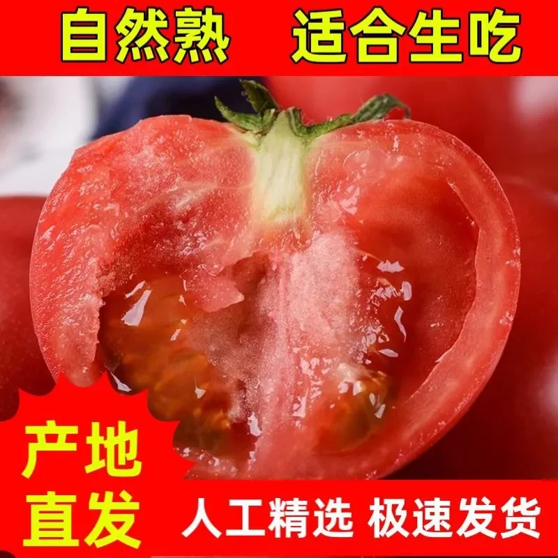 西红柿露天自然成熟番茄新鲜现摘可生番茄