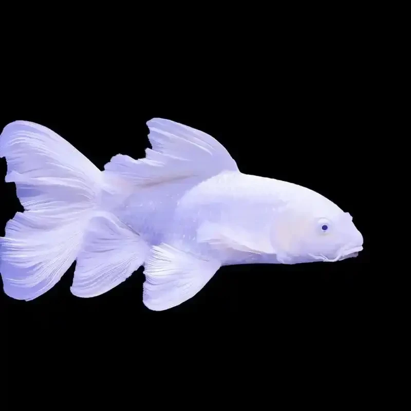 精品白色普身蝴蝶鲤【已直播间实物为准】