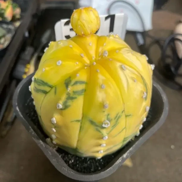 星兜锦仙人球实生多肉植物好养开花室内桌面盆栽绿植