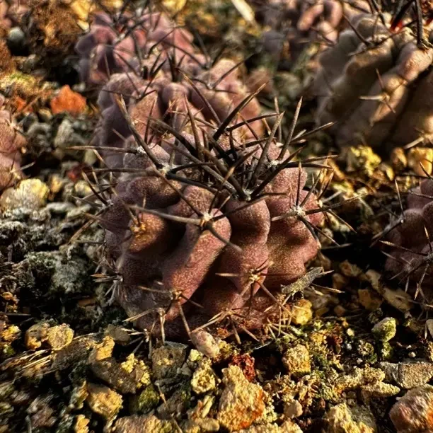 素妆玉，仙人球，子播实生，不含刺直径2到2.5厘米