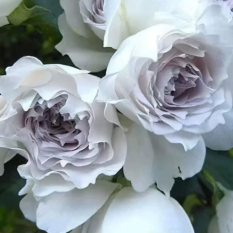 加百列大天使月季 河本玫瑰园 灌木大花浓香 灰紫色 直立勤花抗病