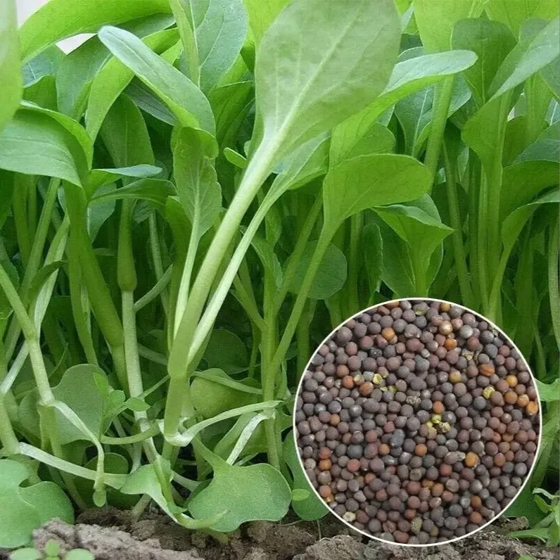 【速生鸡毛菜】四季小白菜青菜种子上海青菜籽大全蔬菜蔬菜秧苗