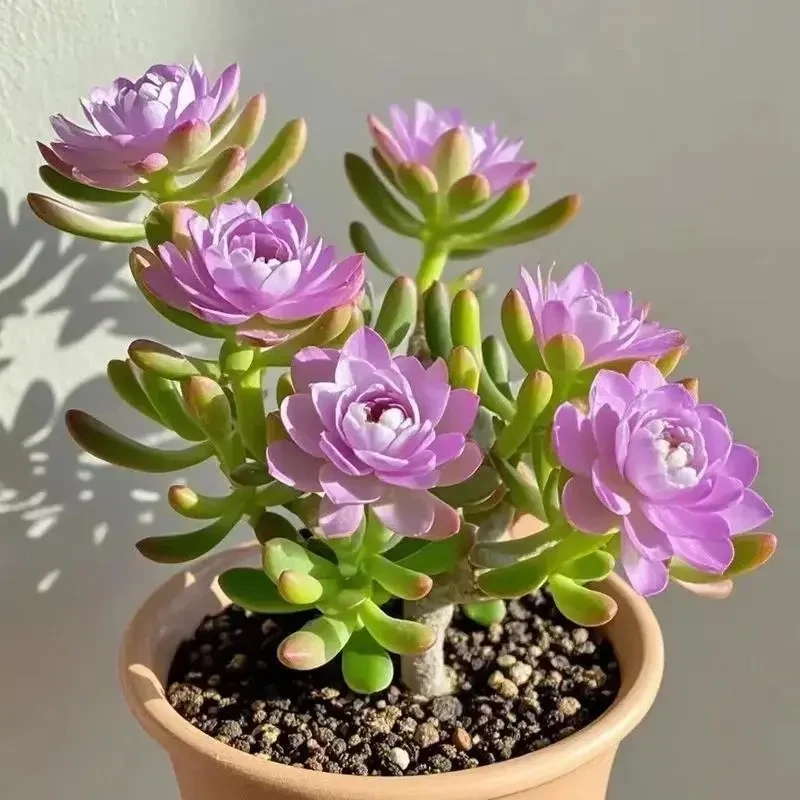 活动清仓】浓香型重瓣大花紫月寒盆栽绿植花卉大全四季开花南北养