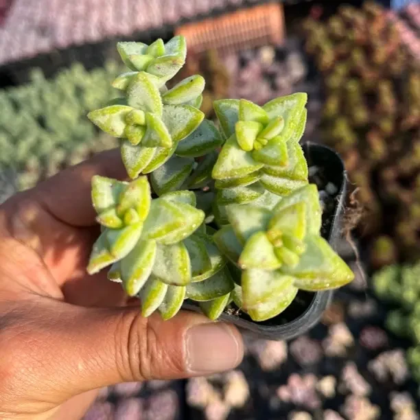爱心多肉8-10公分