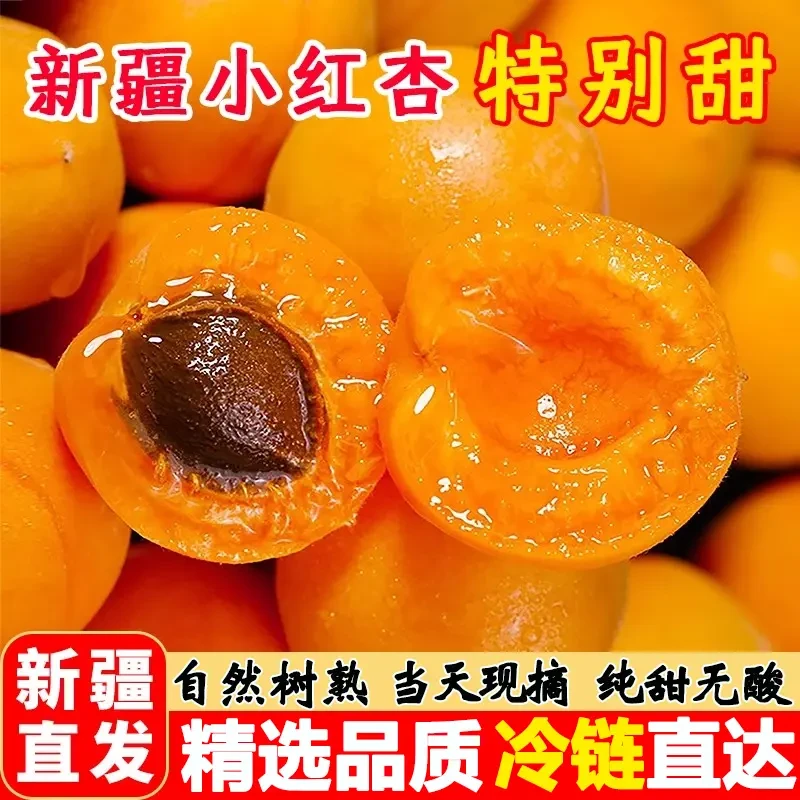 新疆四团小红杏新鲜采摘无酸当季空运水果
