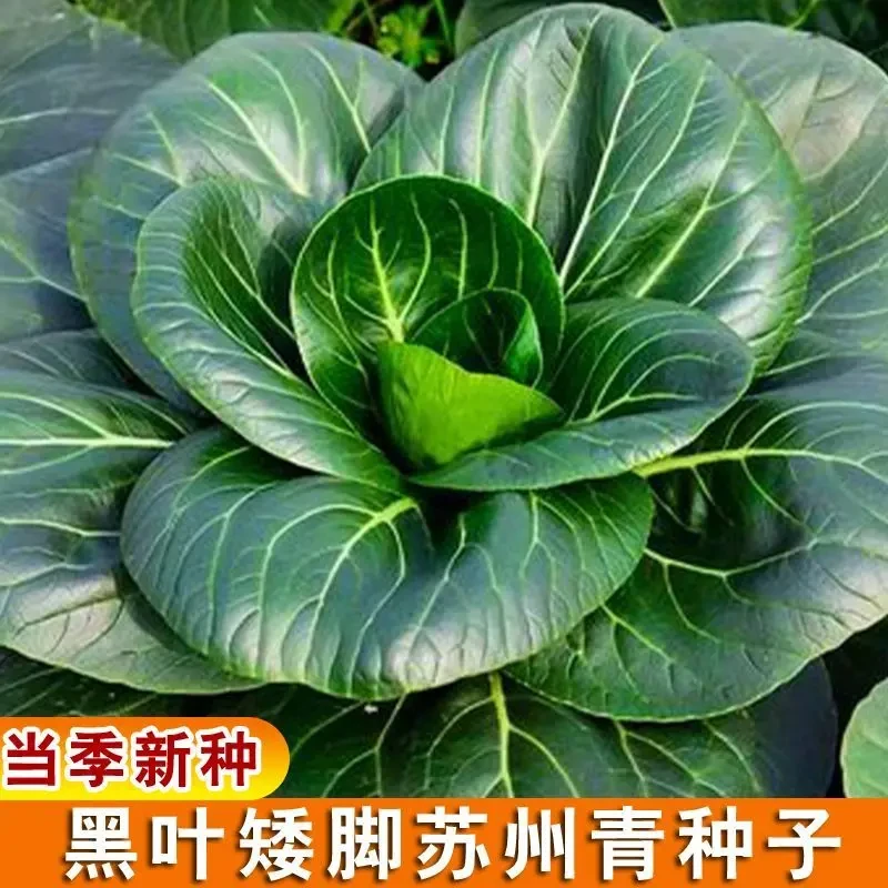 黑大头青菜上海青种子矮脚青菜籽四季油菜小青菜蔬菜种子蔬菜
