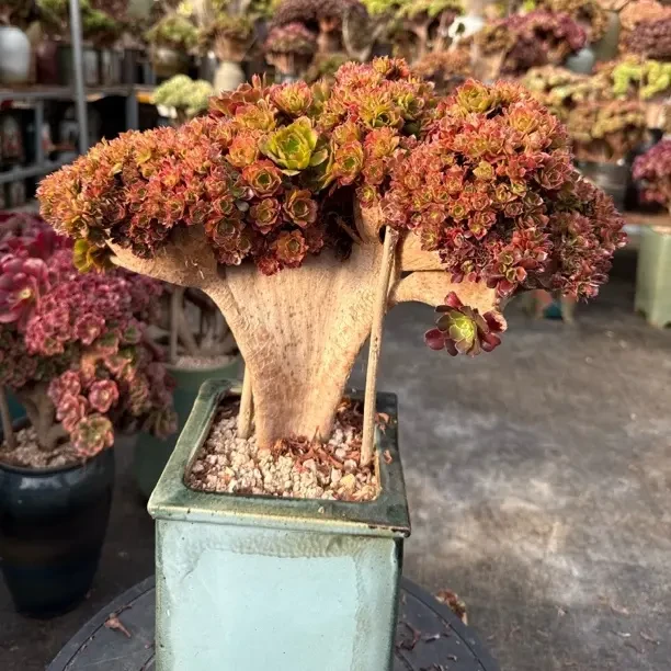 红铜壶法师缀化老桩多肉植物盆栽园艺花卉不带盆土