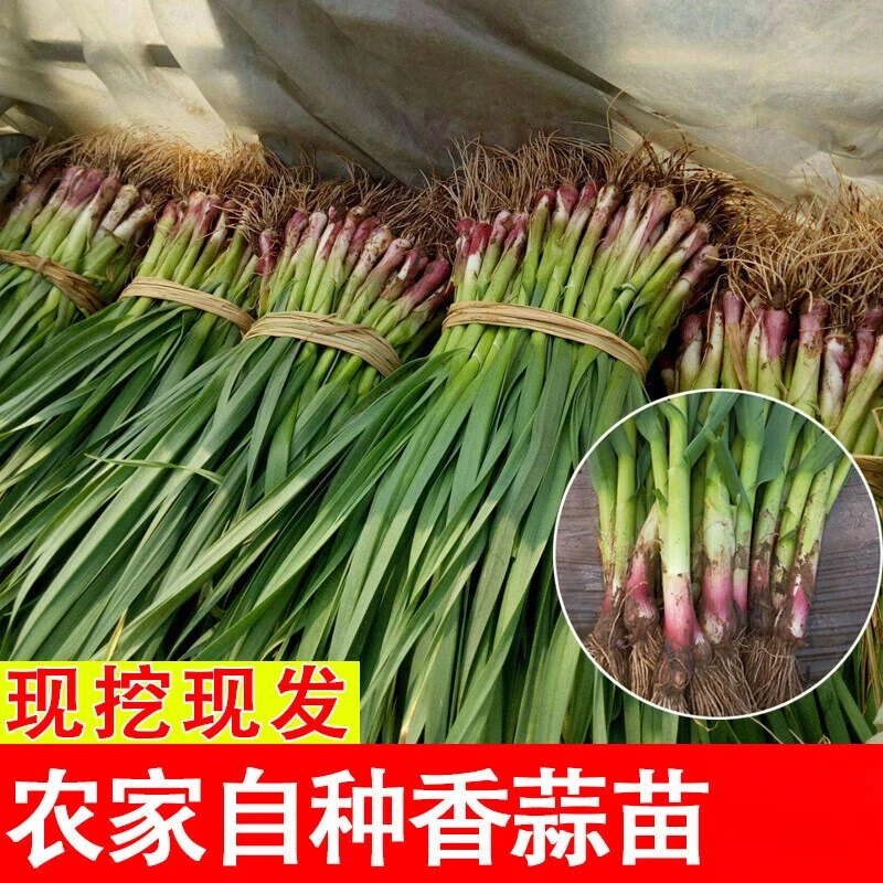 现挖新鲜青蒜苗红皮青梗大蒜苗红根蒜苗本地蒜苗新鲜蔬菜