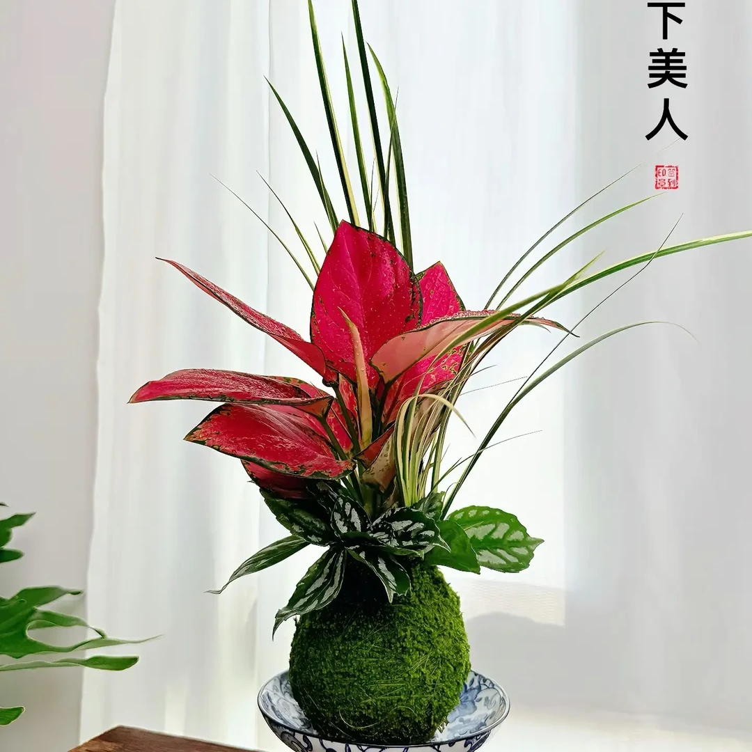 【月下美人】苔藓球水培室内净化空气茶台桌面好养绿植