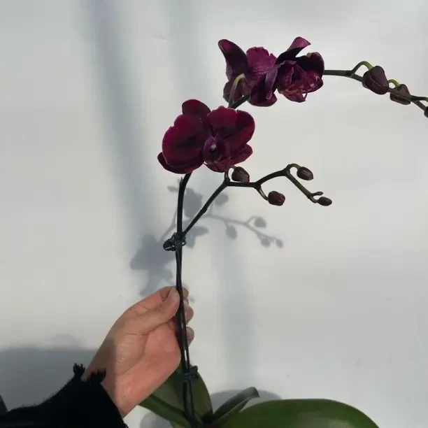 黑玫瑰蝴蝶兰一颗 全场两颗发货