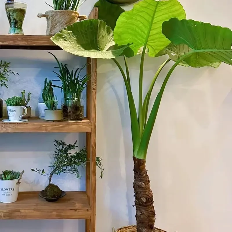 滴水观音霸王芋又名大型海芋室内室外绿植盆栽好看好养易打理