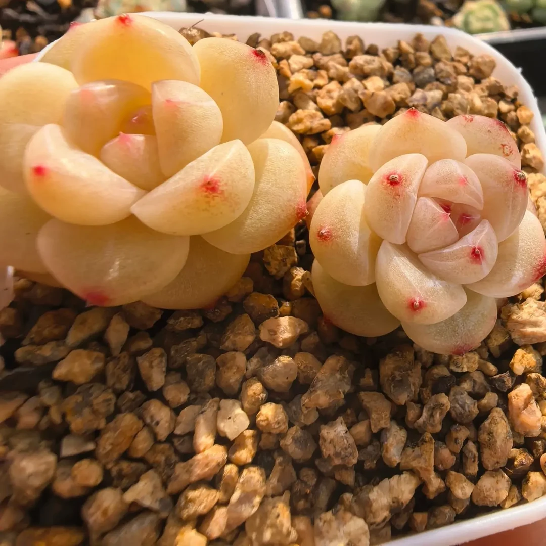 多肉植物好养易活