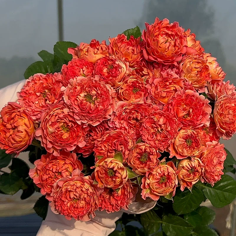 杨海葵月季 Interplant 灌木大花 橙红色 切花玫瑰 多头群开 抗病