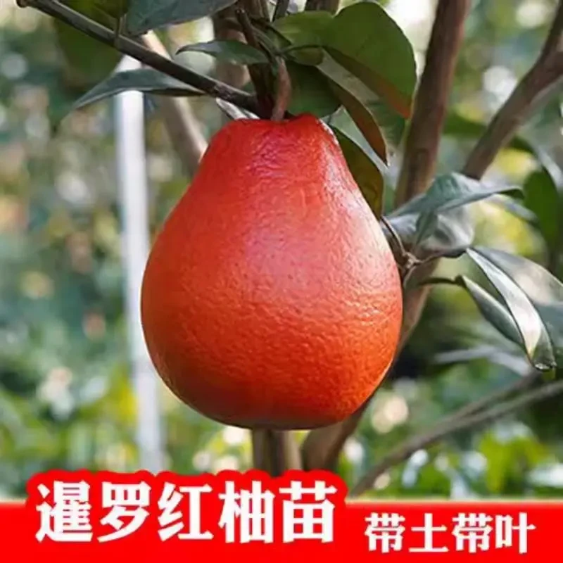 【正宗嫁接泰国暹罗红柚子】树苗果树苗南方庭院阳台种植好成活树