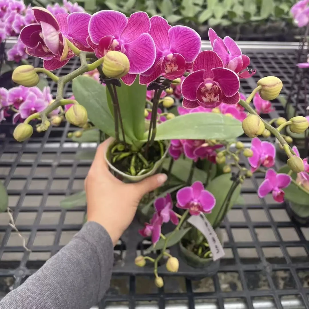 《蒙叶萝丽》蝴蝶兰花苗盆栽带花苞带花剑兰花室内客厅植物花卉