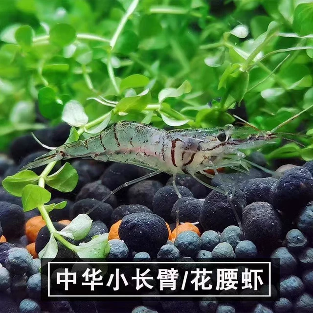 中华小长臂花腰虾秀丽白鱼缸观赏水晶虾除丝藻吃藻虾除藻虾工具虾