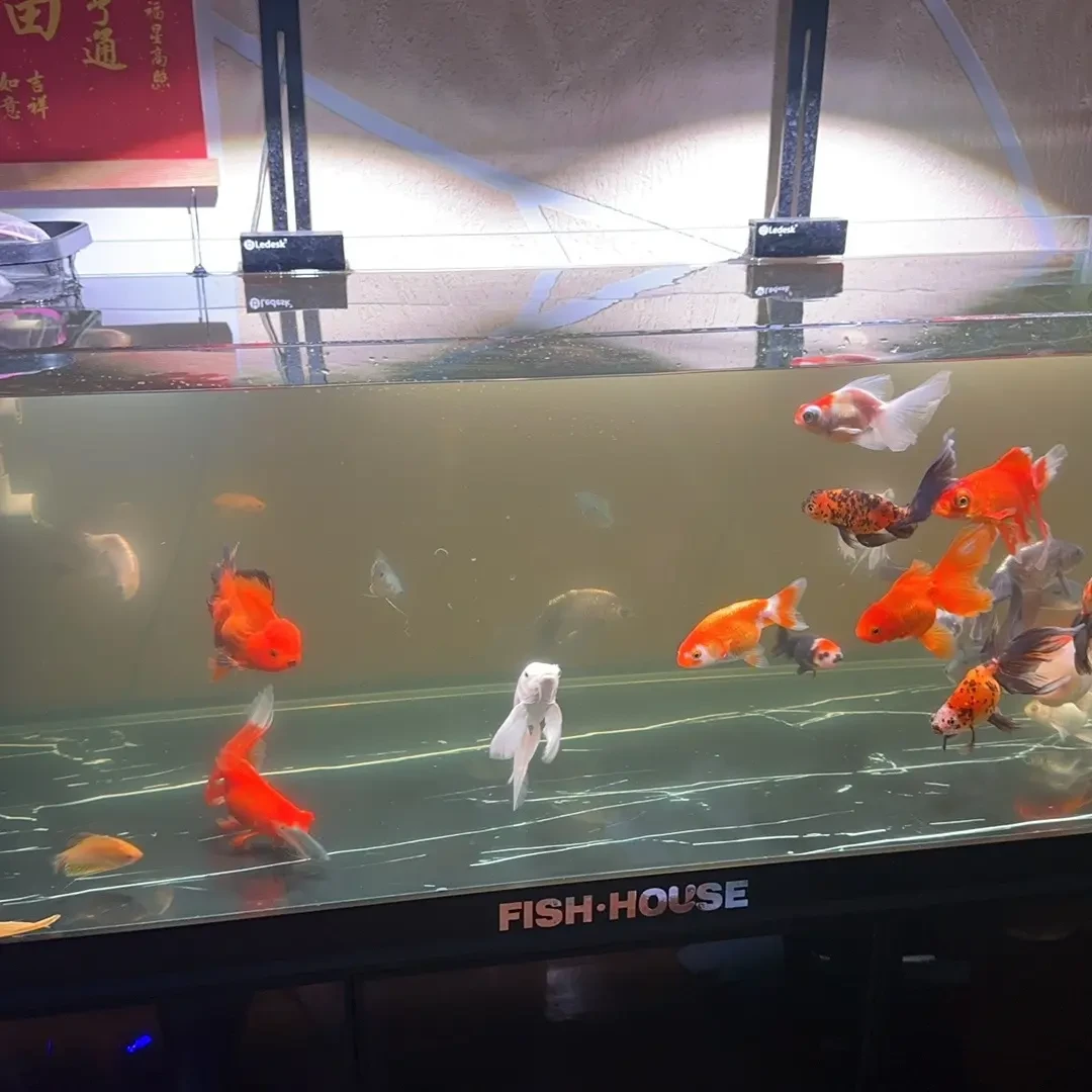 冷水观赏鱼蝶尾 鱼厂直销