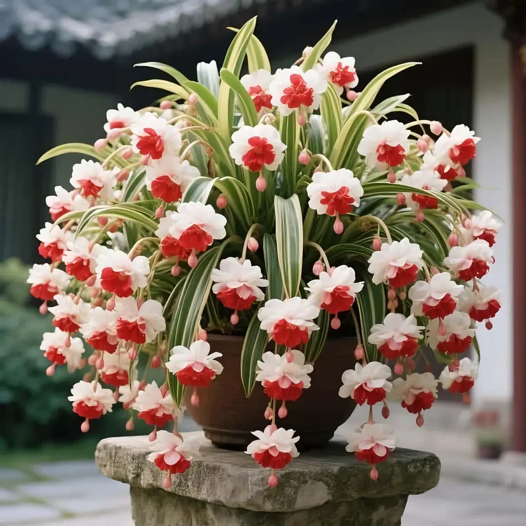 浓香金边大花香水吊兰四季开花新手好养耐寒耐热花卉绿植盆栽花苗