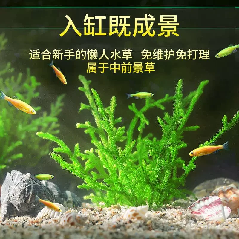 迷你小九冠绿珊瑚水榕水草鱼缸草缸水草造景定值沉木阴性懒人水草