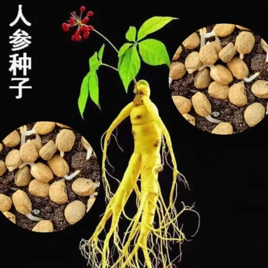 人参种子长白山种子人工种植阳台小院均可种植四季栽培简单易种