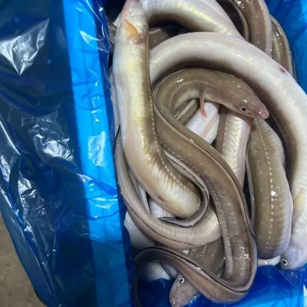 （小鳝鱼）新鲜海捕野生七星鳗鱼油鳗海鳝鱼