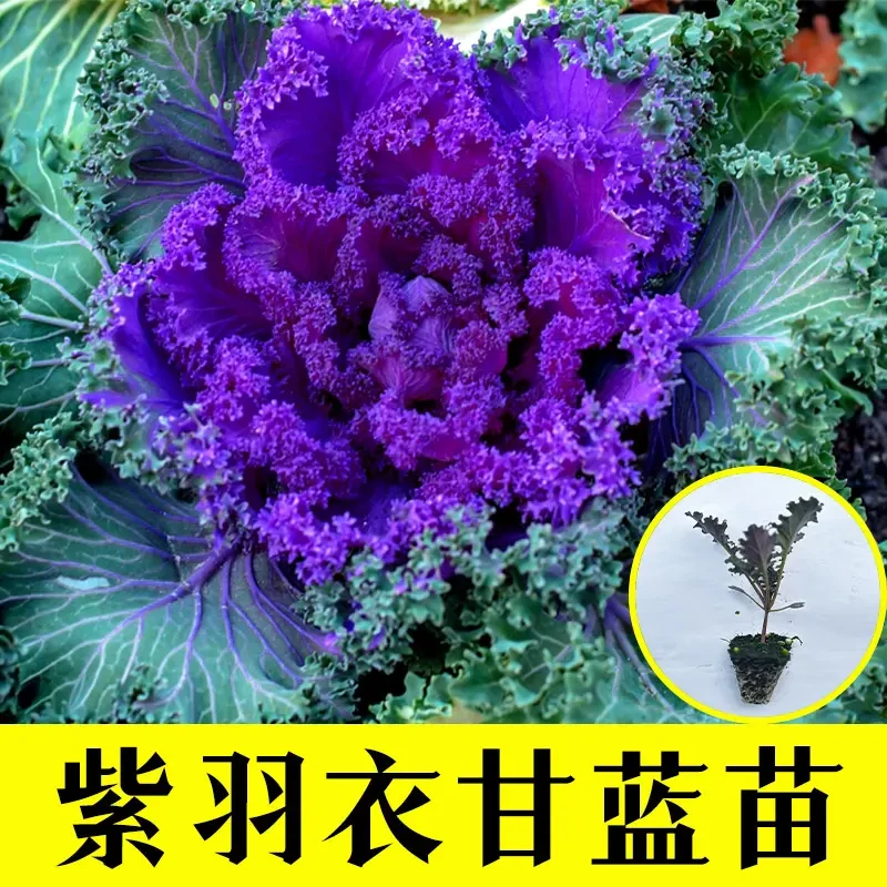 耐寒羽衣甘蓝秧苗超级食物蔬菜苗可观赏食用盆栽地栽羽衣甘蓝秧苗