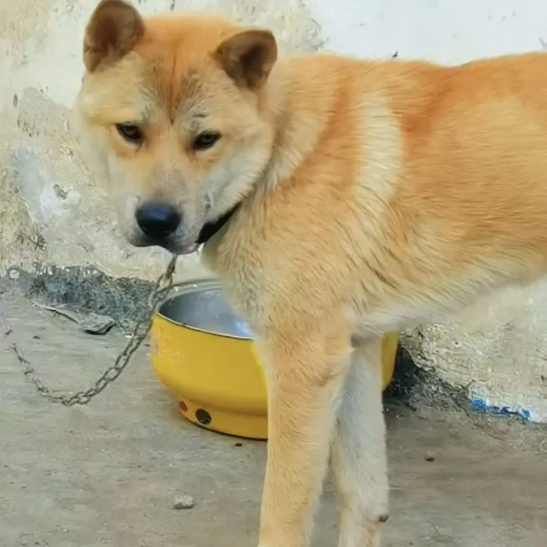 可爱中华田园犬狗狗萌宠带回家看家护院