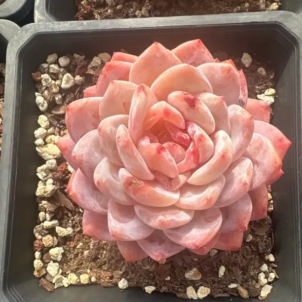 多肉植物橙梦露自然群室内阳台盆栽