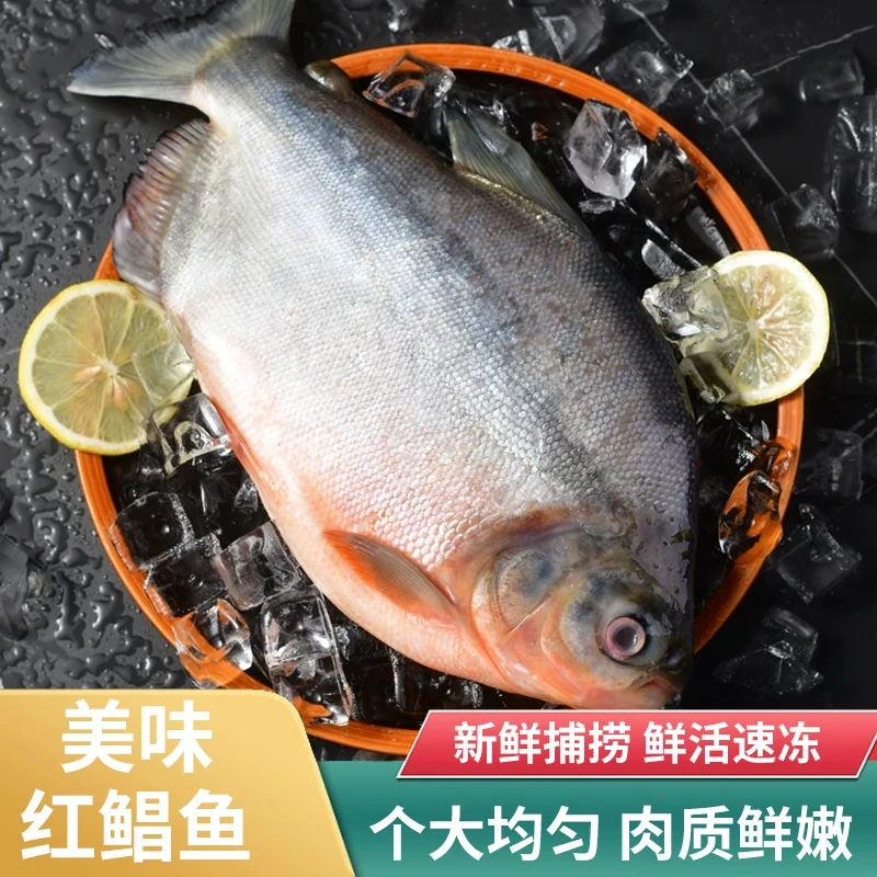 【红鲳鱼】肉厚刺少新鲜速冻 淡水养殖红鲳鱼5斤重