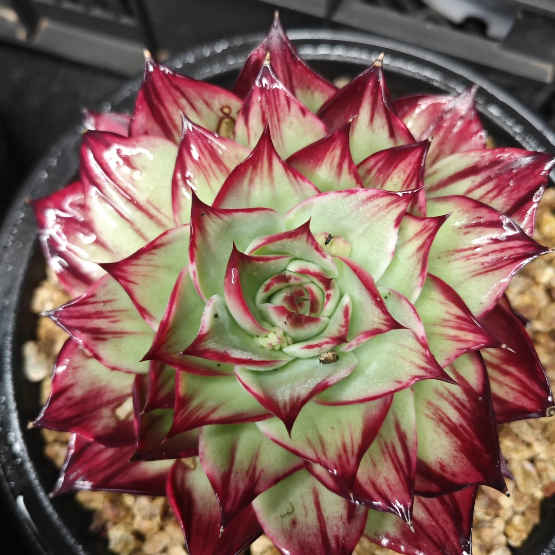 多肉植物盆二号链接