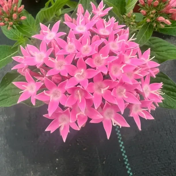 五星花繁星花带花苞盆栽阳台庭院花卉耐热植物开花不断