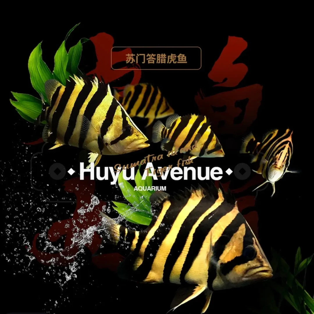 苏门答腊四纹虎鱼观赏鱼高身球元宝四纹高品长明苏虎