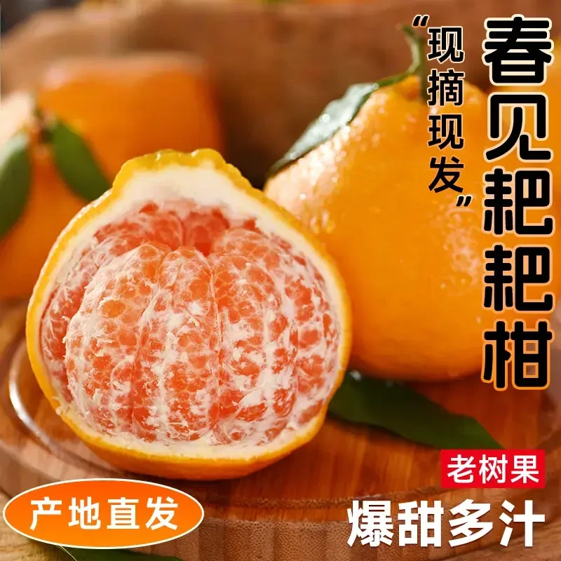 正宗四川春见耙耙柑新鲜水果橘子当季整箱杷杷柑