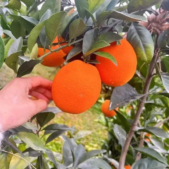 新鲜现摘正宗脐橙皮薄肉厚多汁脆甜化渣