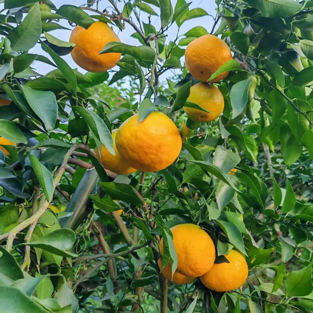 才支书推荐酸甜口感的耙耙柑