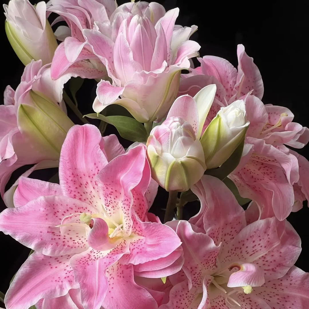 重瓣粉拉菲香水百合鲜花家庭水养插花芳香四溢