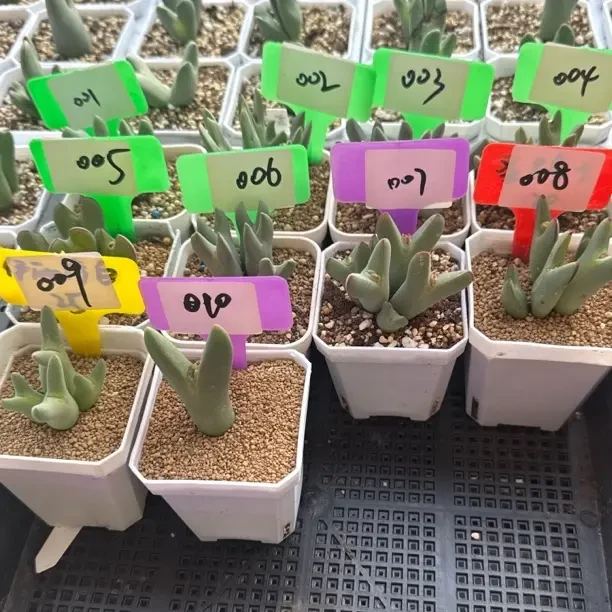 【他与花】精品少将肉锥一物一拍