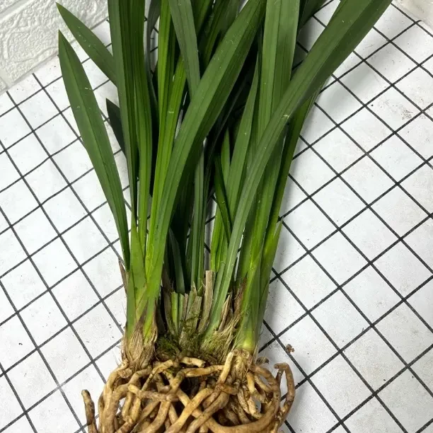 墨兰兰花盆栽带花苞建兰四季开花浓香型易活室内观赏绿植